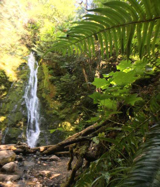 istock madison creek falls framed with green growing ferns 1268073659
