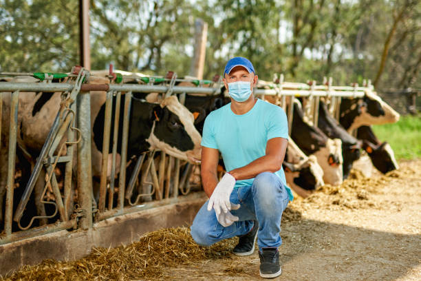 landwirt ist arbeiter in maske virusschutz auf dem bauernhof mit milchkühen. - post horn stock-fotos und bilder