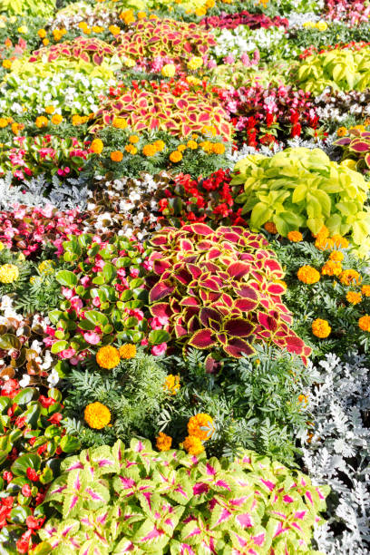 istock Colorful landscape composition with summer flowers. 1268074813
