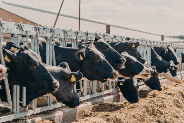 istock Cows on dairy farm in outdoor barn. Breeding milking cattle 1268074835