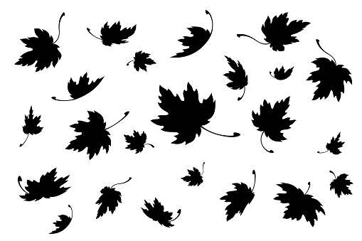 Maple leaves. Autumn background template with flying and falling leaves. Black silhouette. Isolated. Vector