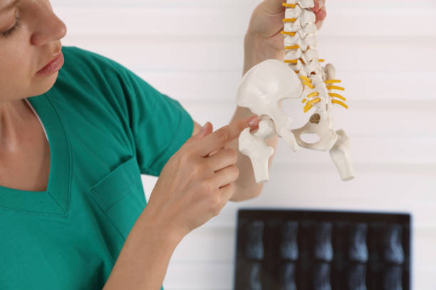 Hip joint pain. Doctor physiotherapist holding human spine model Hip joint pain. Doctor physiotherapist holding human spine model biomechanics photos stock pictures, royalty-free photos & images