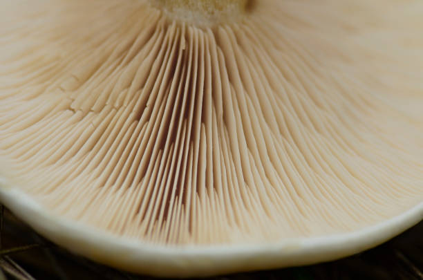 istock Macro of a succulent forest agaric 1268075654