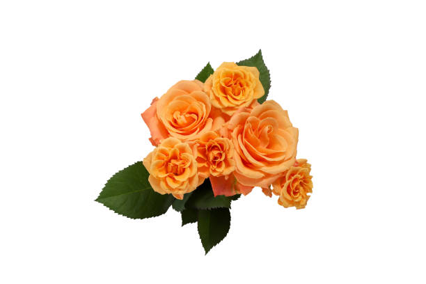 Background. Bouquet of flowers close-up on a white background illuminated by yellow, soft light. White and pink roses, blue-white eustoma. Place for text.