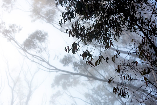 Eucalyptus trees in soft morning fog, background with copy space, full frame horizontal composition
