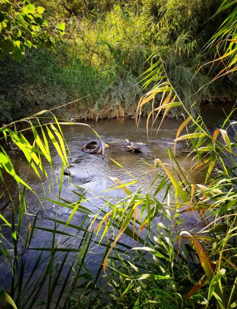 istock Pollution in the Guadarrama River. 1268075966