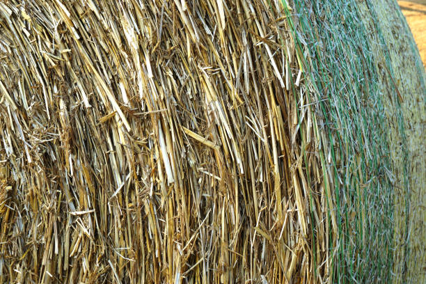 Close-up on a round bale of straw wrapped in fine plastic net. Germany.