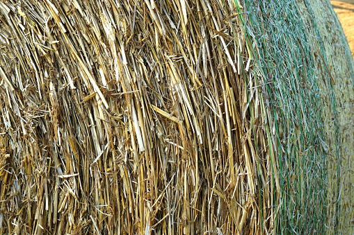 Close-up on a round bale of straw wrapped in fine plastic net. Germany.