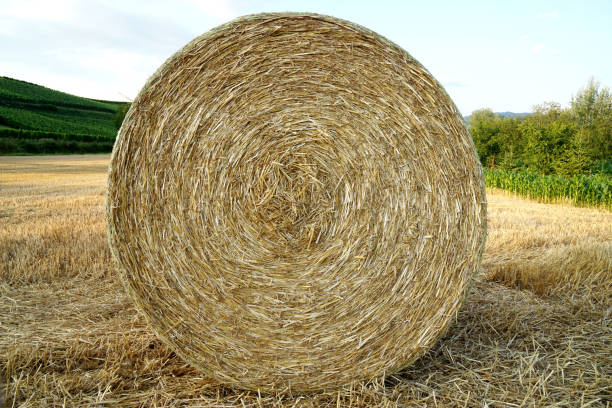 istock bale of straw on a field in summer 1268077507
