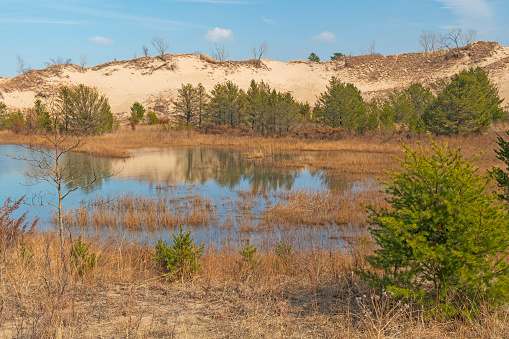Wetland Pond Amidst the Dunes in Indiana Dunes National Park in Indiana