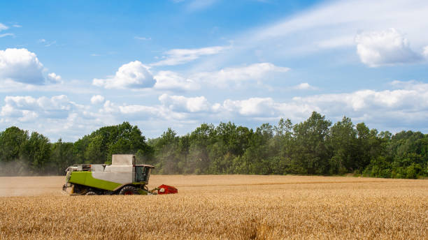 istock Combine harvester harvests ripe wheat in field 1268080888