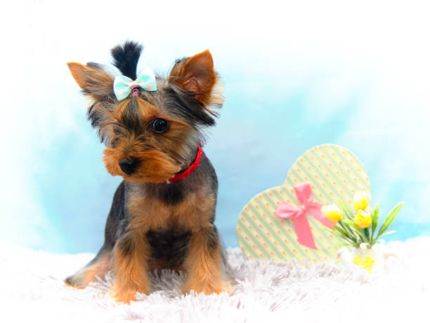 istock Yorkshire Terrier on a blue background with a gift box 1268082145
