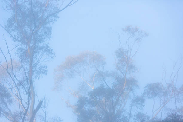Eucalyptus trees in soft morning fog, background with copy space, full frame horizontal composition