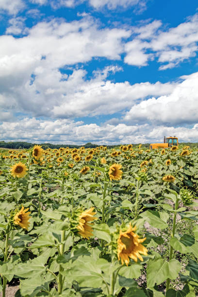 istock Sunny sunflowers and corn field blue cloudy sky 1268084357