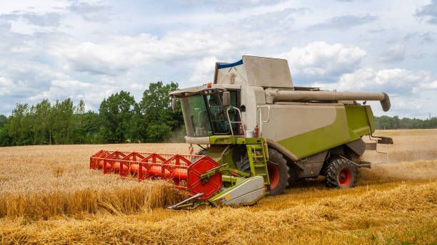 istock Combine harvester harvests ripe wheat in field 1268084405