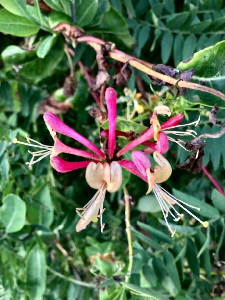 istock pink and yellow honeysuckle flowers on the vine / lonicera hispidula 1268084426