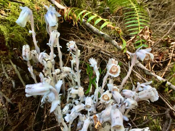 a planta fantasma efêmera elusiva / monotropa uniflora / planta de cadáveres / tubo indígena - indian pipe - fotografias e filmes do acervo