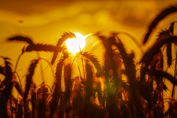 grain field at golden hour