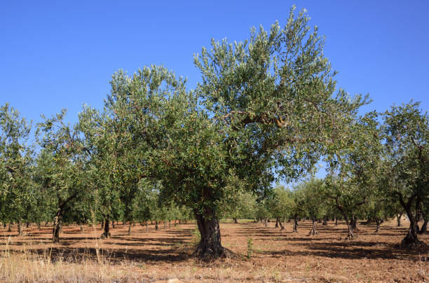 istock An olive field in summer on Sicily with many olive trees on bare earth against a blue sky 1268086564