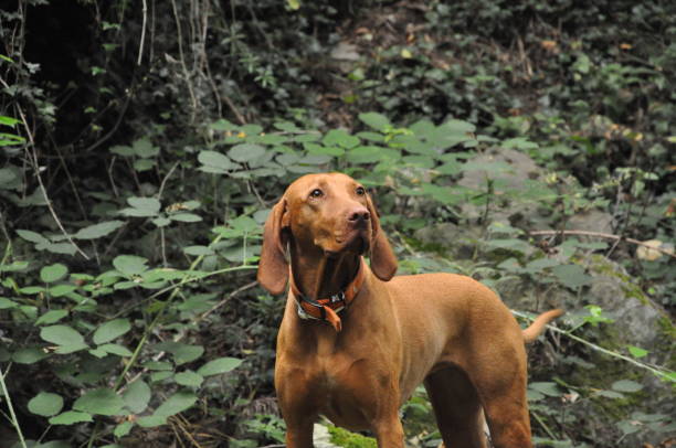 istock Portrait of a dog 1268086615