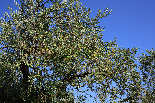Close up of the crown of an olive tree against a blue sky with olives growing