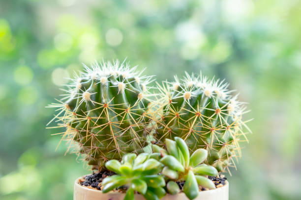 istock Small heart shape cactus in garden tray flower pot 1268088492