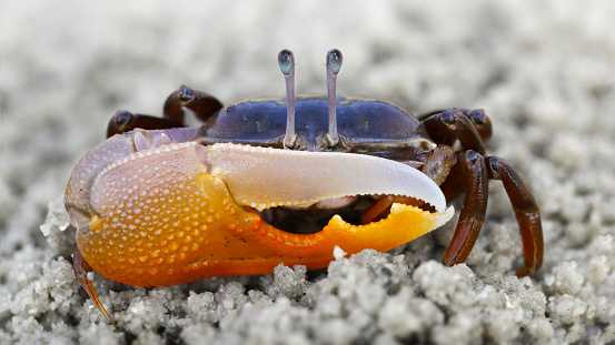 violinist crab with a big orange claw on the beach of Koh Phayam, Thailand