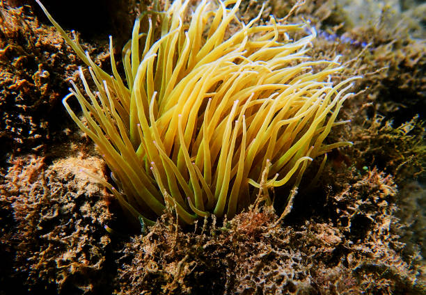 istock Mediterranean snakelocks sea anemone - Sulcata anemonia 1268112966