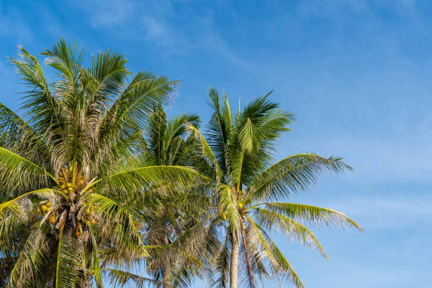istock Coconut palm trees with blue sky. Summer nature season. 1268118638