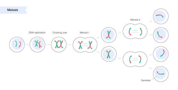 podział komórek mejozy - interphase stock illustrations