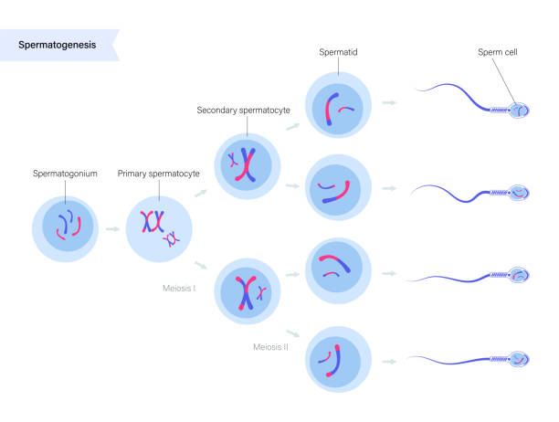 180+ Grafiken, lizenzfreie und Clipart zu Spermatogenese