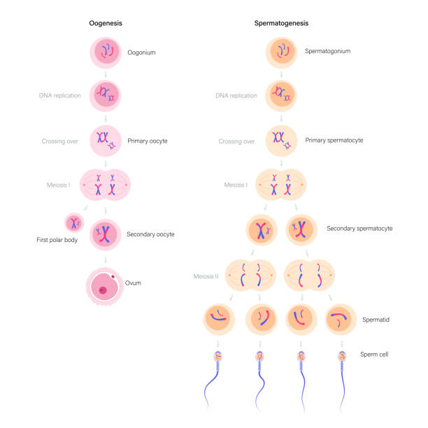 228 Spermatogenesis Stock Photos, Pictures & Royalty-Free Images - iStock |  Spermatozoan, Seminiferous tubule, Oogenesis