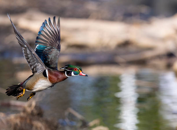 istock Wood duck, Aix Sponsa, male bird in flight 1268122292