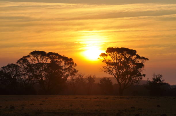 istock The sun setting behind clouds and tall Australian eucalyptus trees. 1268122298
