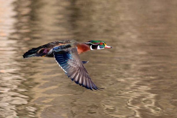 istock Wood duck, Aix Sponsa, male bird in flight 1268122304