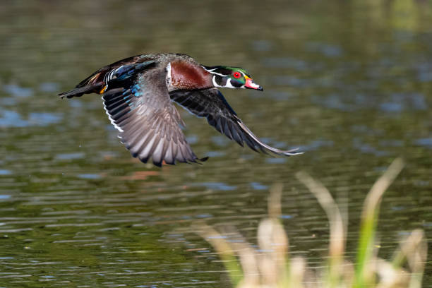 istock Wood duck, Aix Sponsa, male bird in flight 1268122324