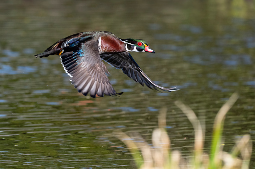 Male Wood duck, Aix Sponsa, flying.