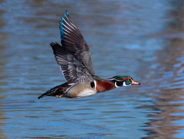 istock Wood duck, Aix Sponsa, male bird in flight 1268123359