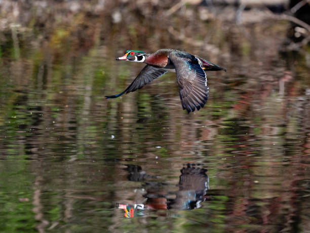 istock Wood duck, Aix Sponsa, male bird in flight 1268123432