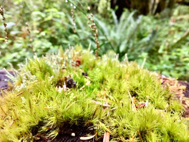 istock lanky moss / feather moss / rhytidiadelphus loreus 1268125160
