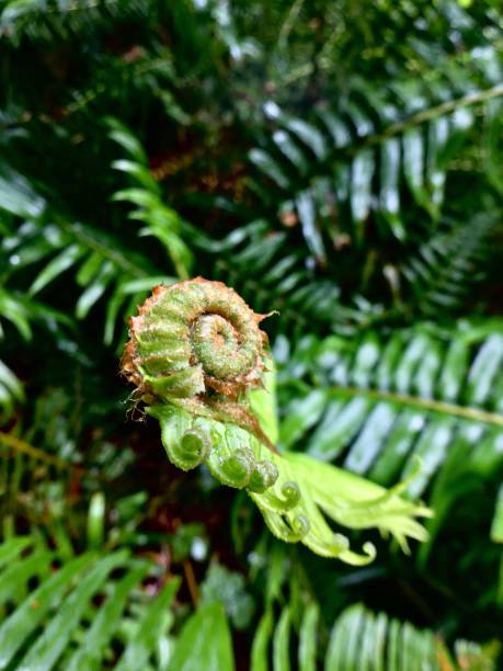 istock green fiddlehead fern growth 1268126097