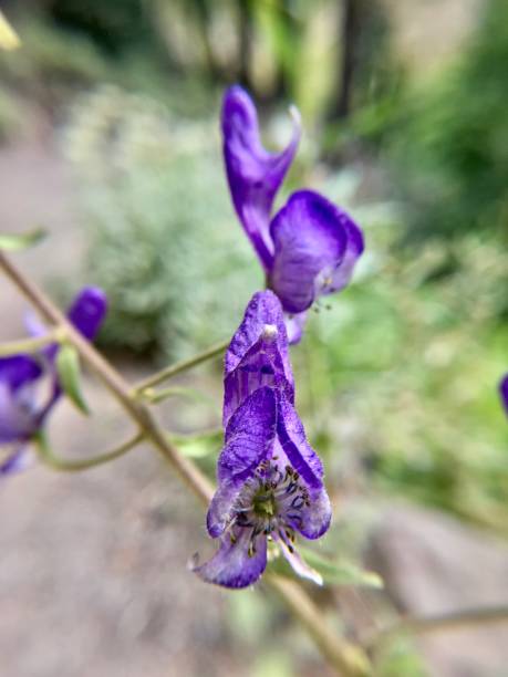 istock one violet colored forking larkspur / consolida regalis 1268127503