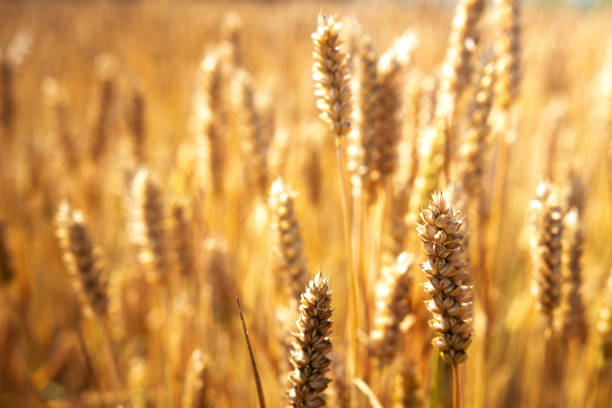 istock Rich harvest of wheat 1268128489
