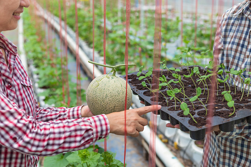 Farmer carry melon seedling tray in greenhouse