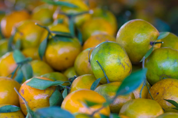 istock Natural organic orange fruit on tree in farm 1268131819