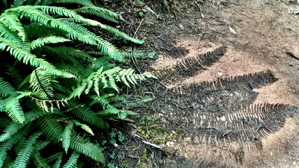 istock the shadow of a fern - abstract 1268135452