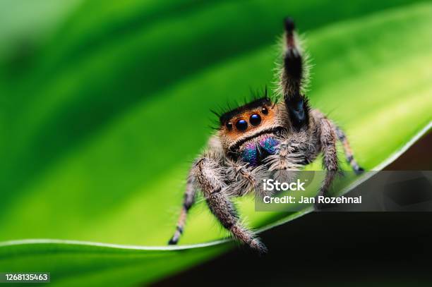 Female Jumping Spider Crawling On Green Macro Big Eyes Sharp Details Beautiful Big Eyes And Big Fangs Stock Photo - Download Image Now