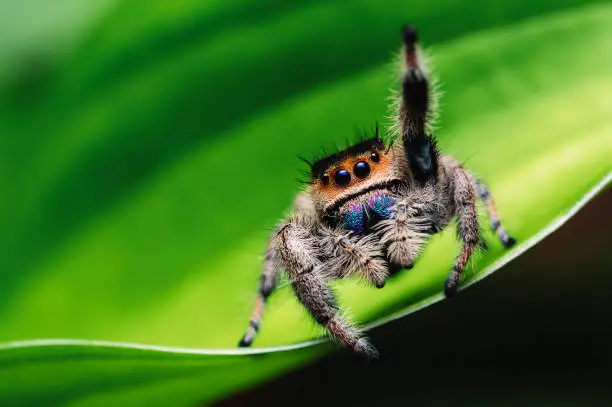 Photo of Female jumping spider (Phidippus regius) crawling on green. Macro, big eyes, sharp details. Beautiful big eyes and big fangs.