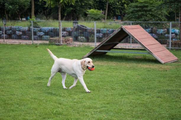 istock Labrador retriever happily playing on the grass 1268136348