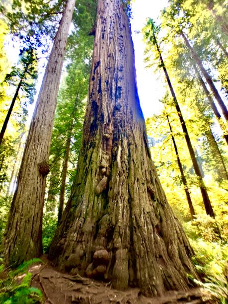 istock one massive gigantic giant redwood tree 1268137297
